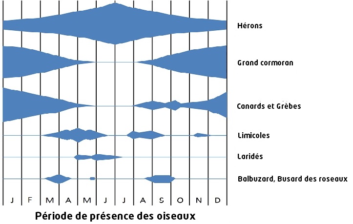 Graphique des période de présence des oiseaux sur la RNR